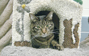 Cat in Cathouse